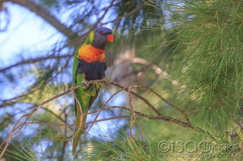 Click image for larger version  Name:	6983-Rainbow_Lorikeet.jpg Views:	9 Size:	122.9 KB ID:	477159