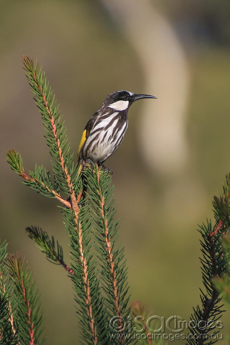 Click image for larger version  Name:	7238-White_Cheeked_Honeyeater.jpg Views:	6 Size:	93.3 KB ID:	477160