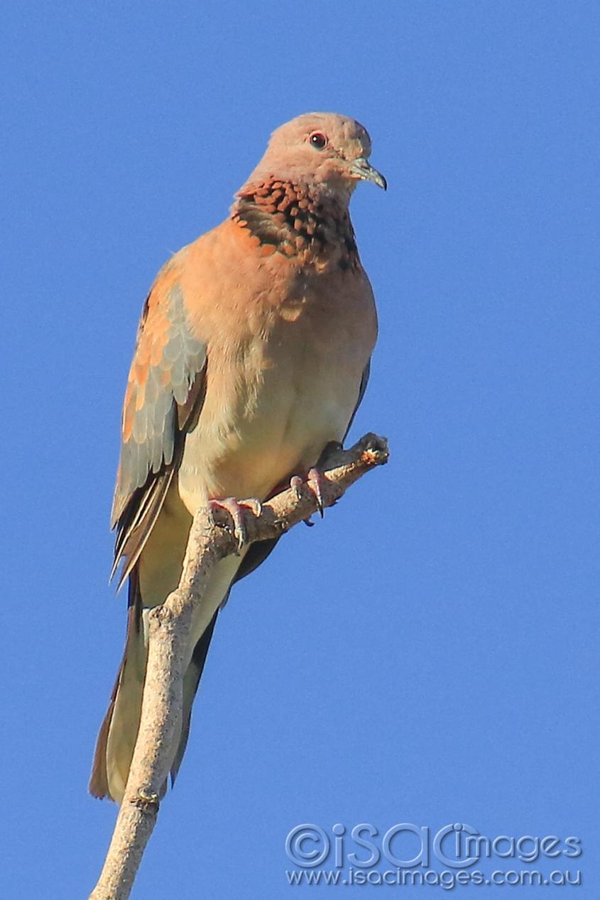 Click image for larger version  Name:	7007-Mourning_Dove_On_Stick.jpg Views:	4 Size:	87.9 KB ID:	477161