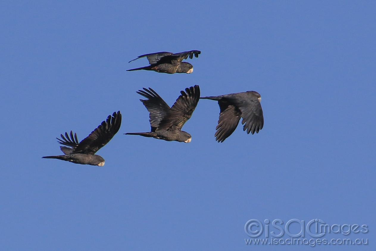 Click image for larger version  Name:	7133-Red_Tailed_Cockatoos.jpg Views:	6 Size:	50.3 KB ID:	477166