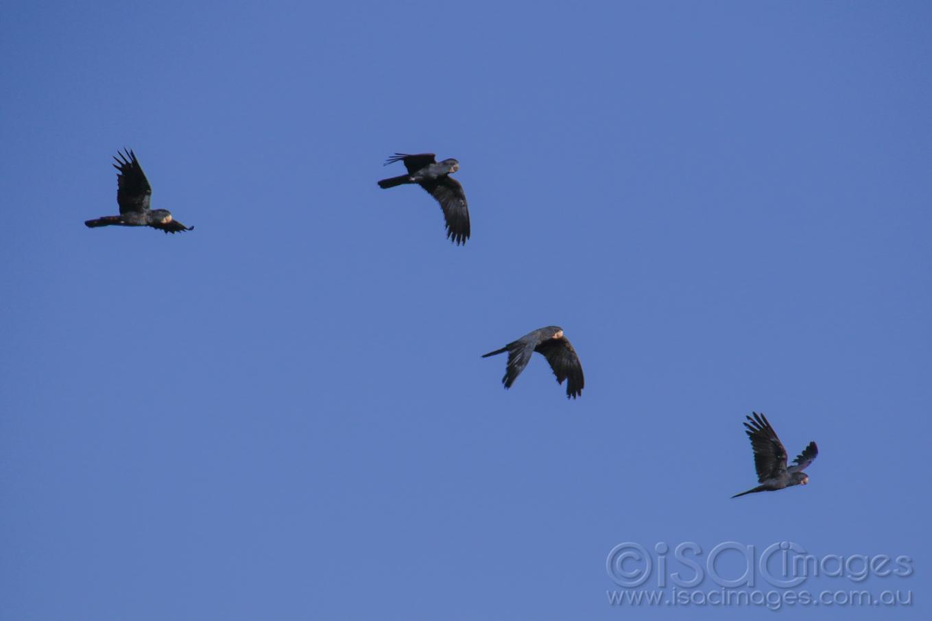 Click image for larger version  Name:	7131-Red_Tailed_Cockatoos.jpg Views:	6 Size:	33.9 KB ID:	477168