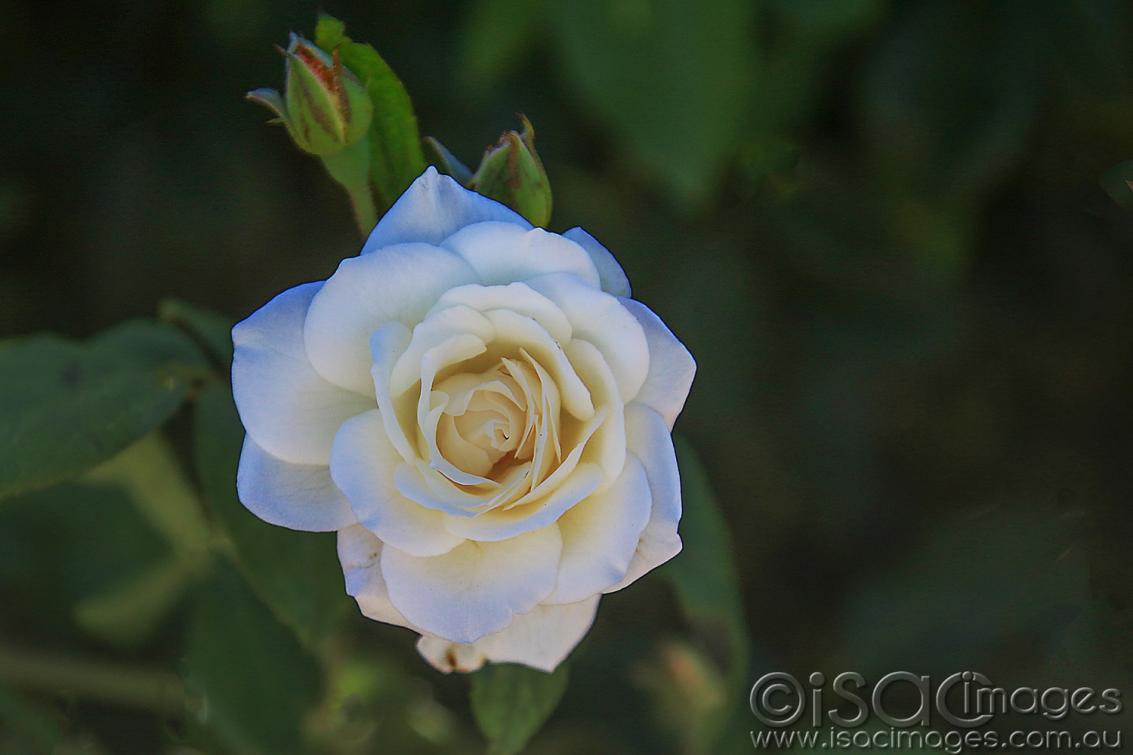 Click image for larger version

Name:	7252-White_Rose.jpg
Views:	83
Size:	55.0 KB
ID:	477176