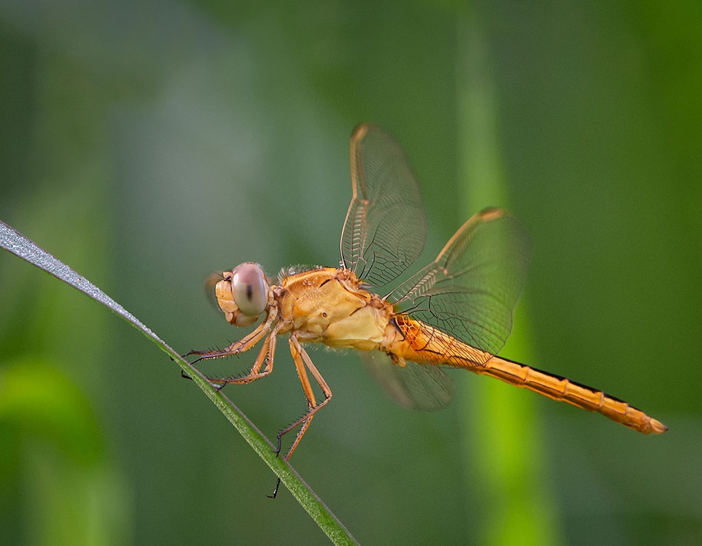 Dragonfly