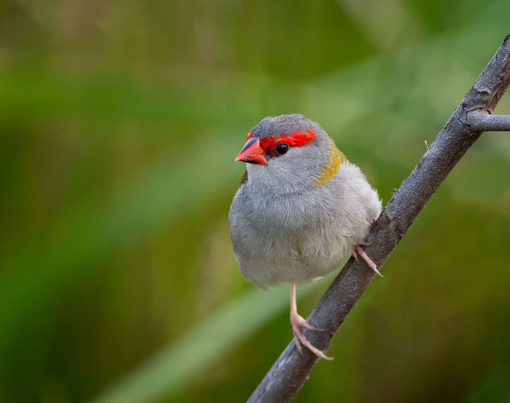 Red-browed Finch