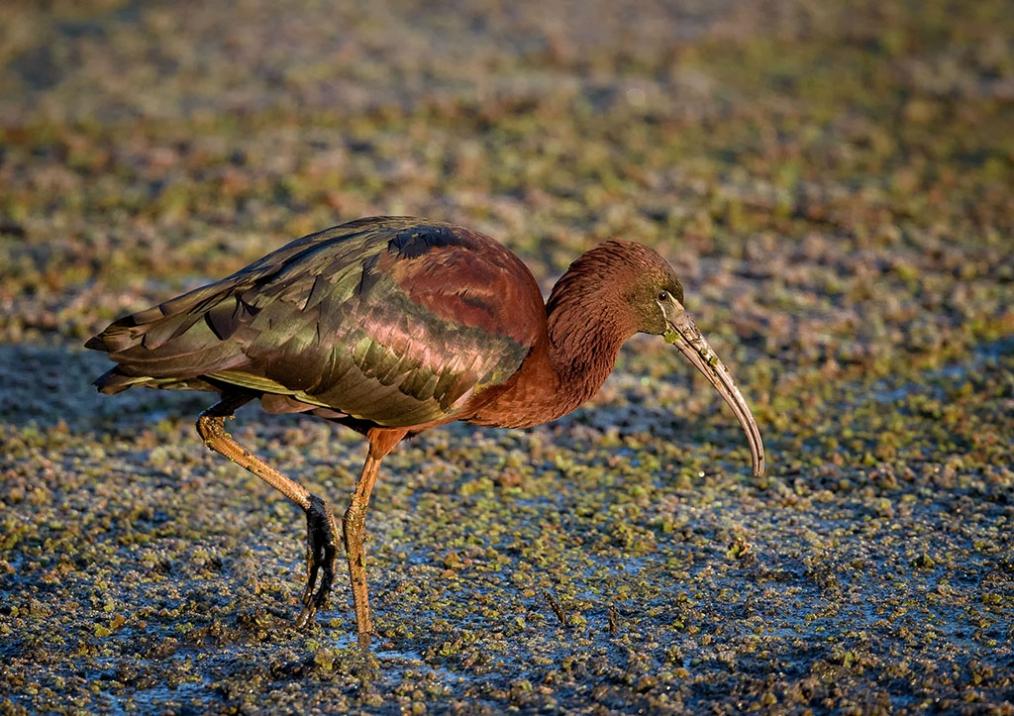 Glossy Ibis