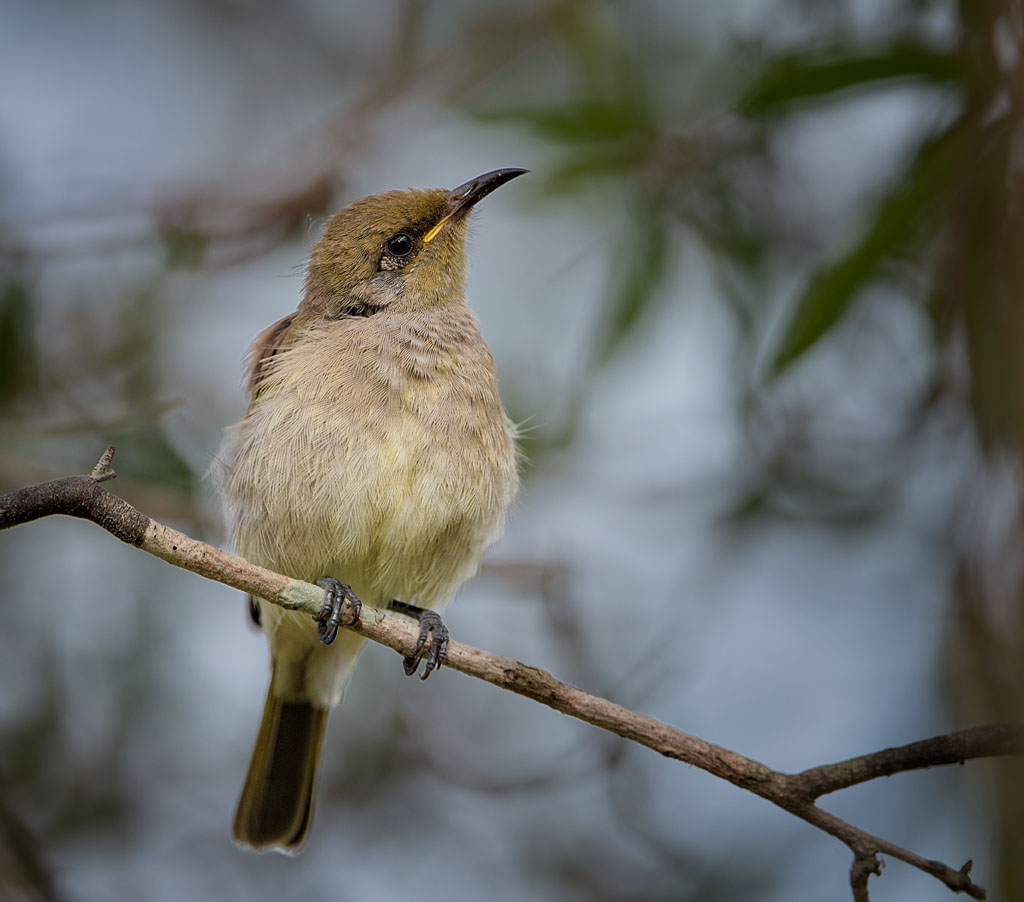 Brown Honeyeater