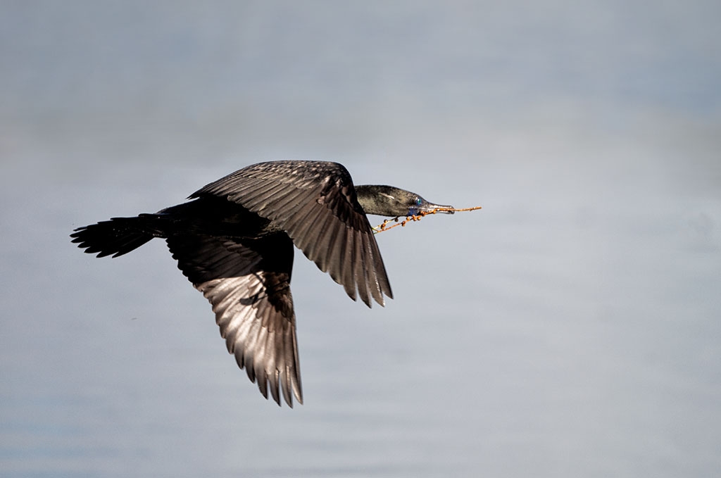 Little Black Cormorant with nest material