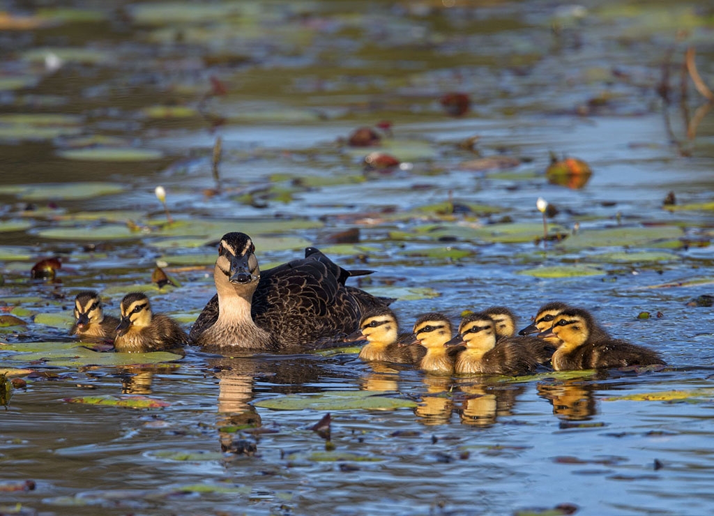 Pacific Black Duck