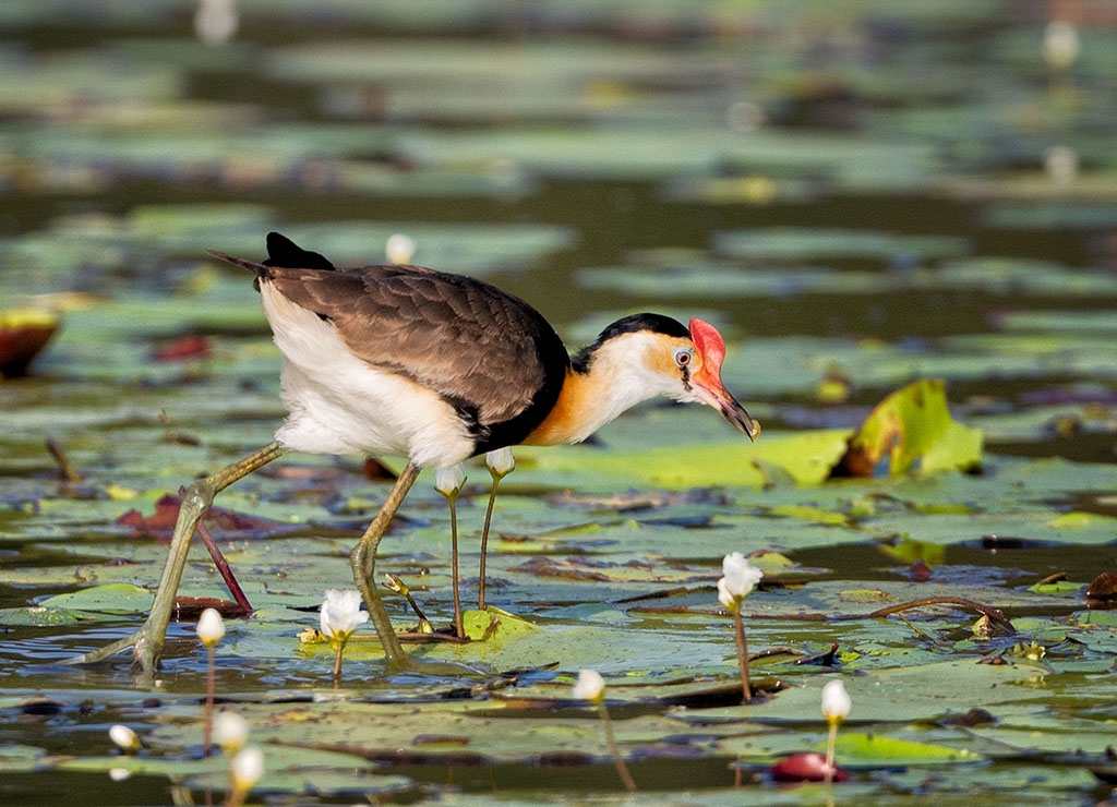 Comb-crested Jacana