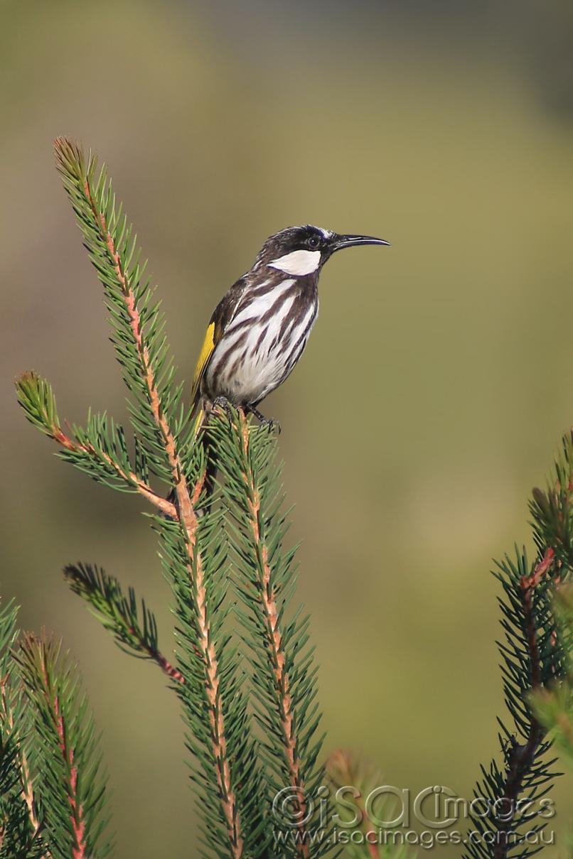 Click image for larger version

Name:	7238-White_Cheeked_Honeyeater.jpg
Views:	79
Size:	99.4 KB
ID:	477293