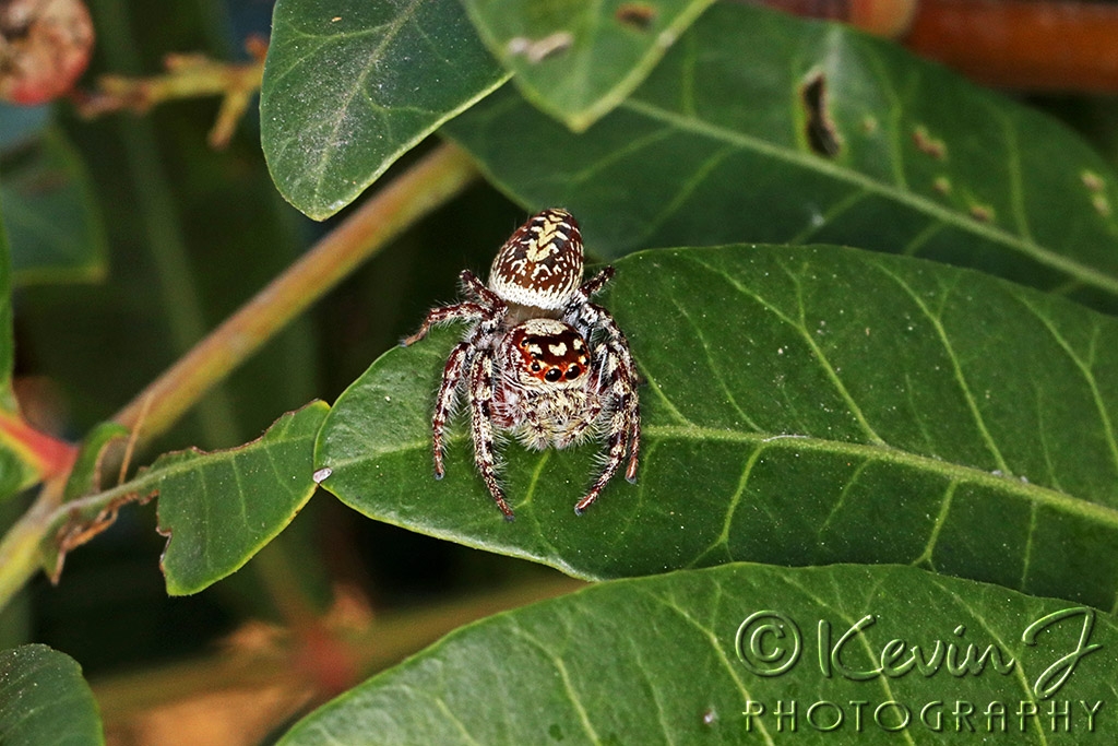 Click image for larger version

Name:	Spider 4.jpg
Views:	69
Size:	458.4 KB
ID:	473310