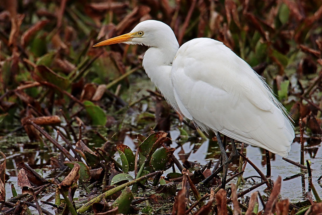 Click image for larger version  Name:	Great Egret.jpg Views:	0 Size:	477.3 KB ID:	472802