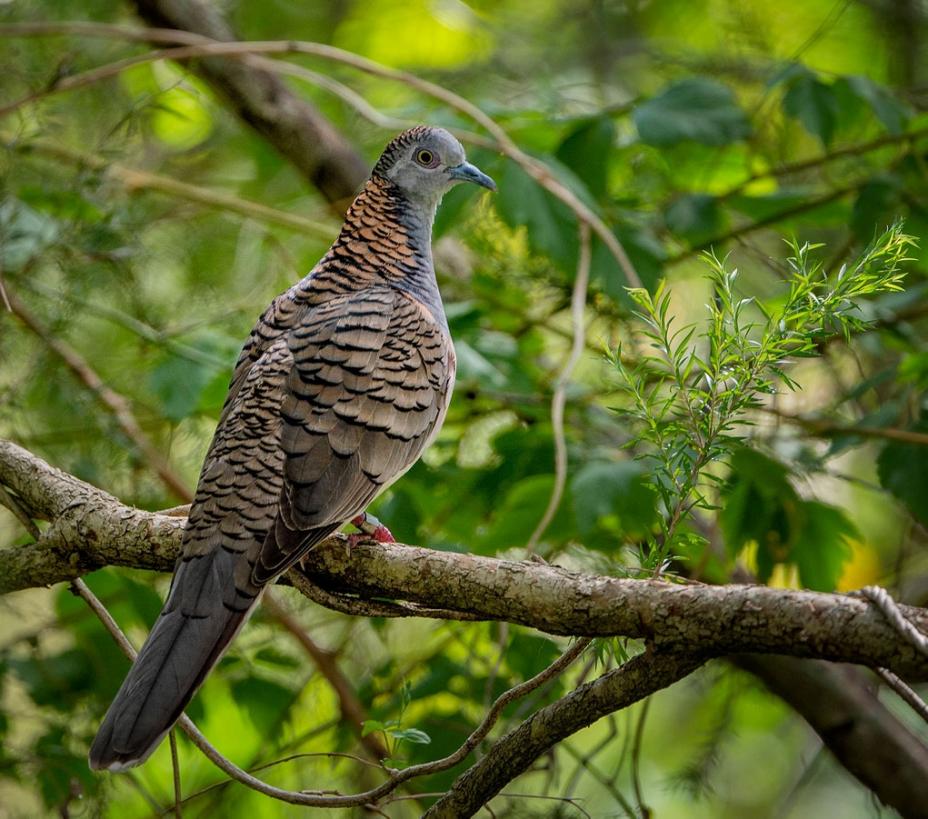 Birds of Eagleby Wetlands - Australian Photoholics Forum