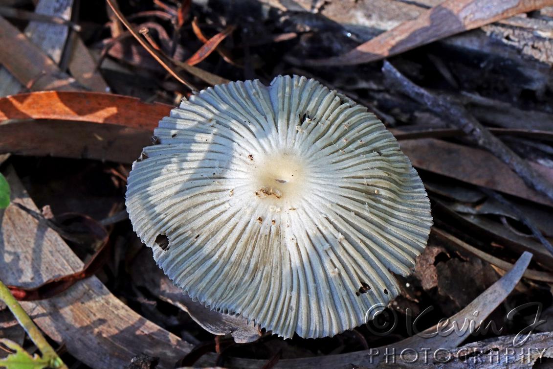 Click image for larger version

Name:	Fungus 4.jpg
Views:	40
Size:	130.6 KB
ID:	477345