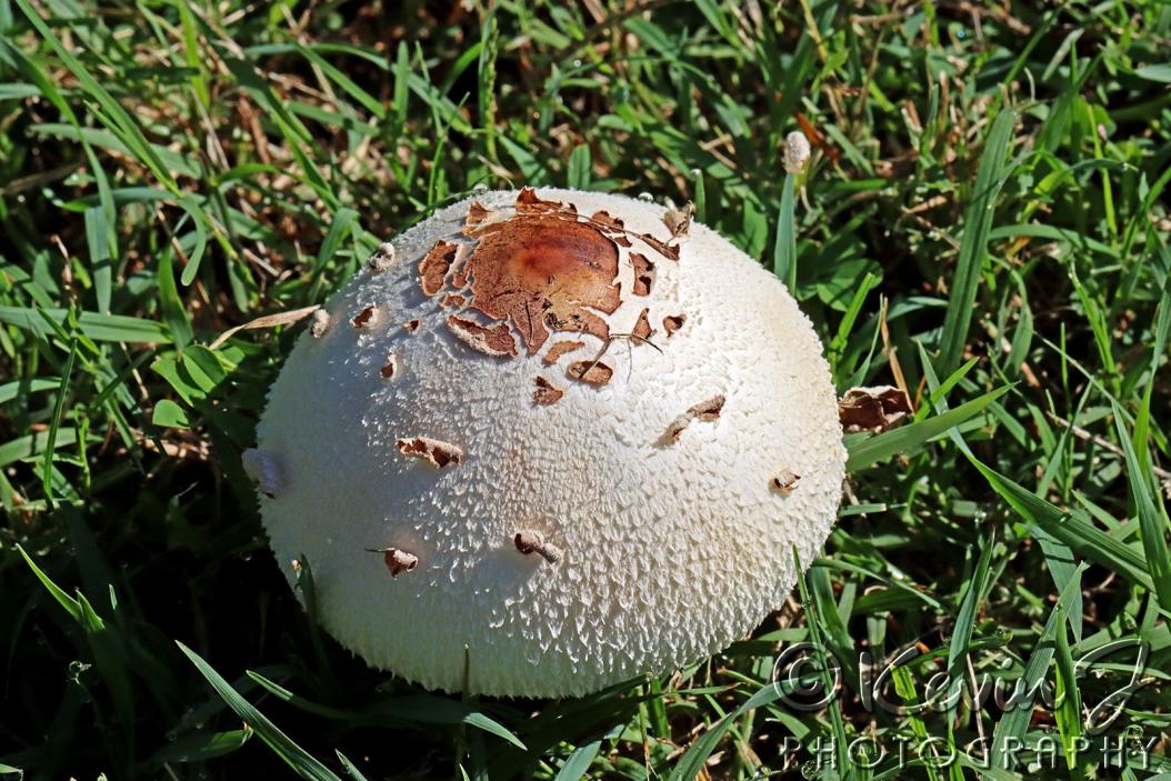 Click image for larger version

Name:	Fungus 5.jpg
Views:	42
Size:	161.9 KB
ID:	477346