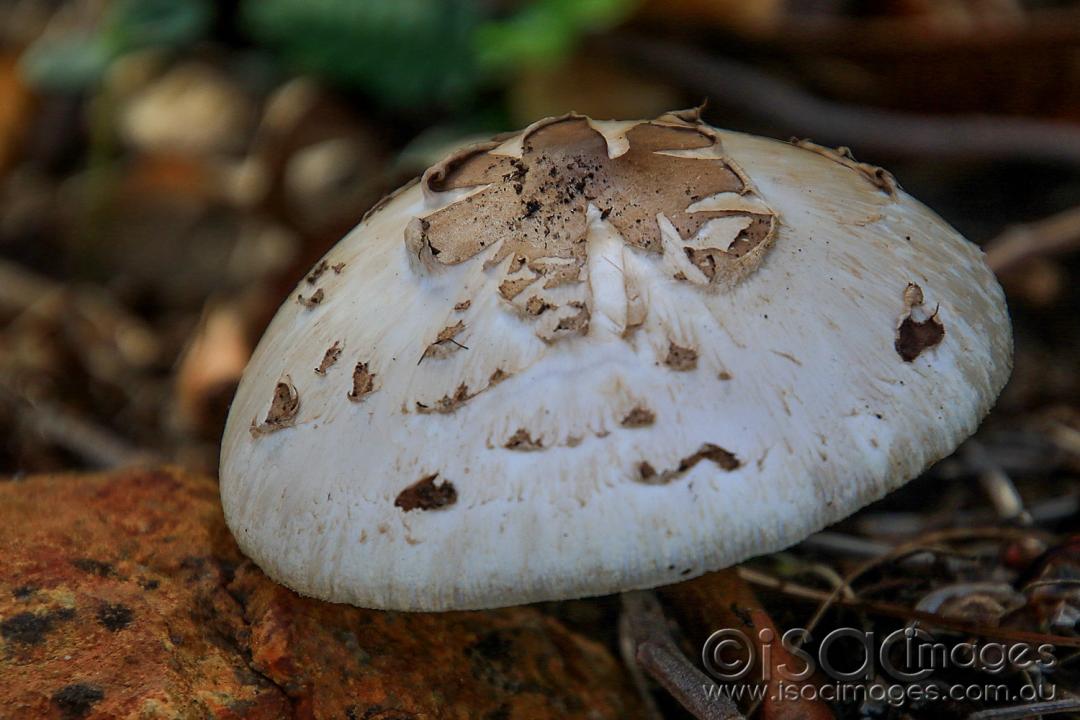 Click image for larger version

Name:	7332-Mushroom.jpg
Views:	101
Size:	88.4 KB
ID:	477378