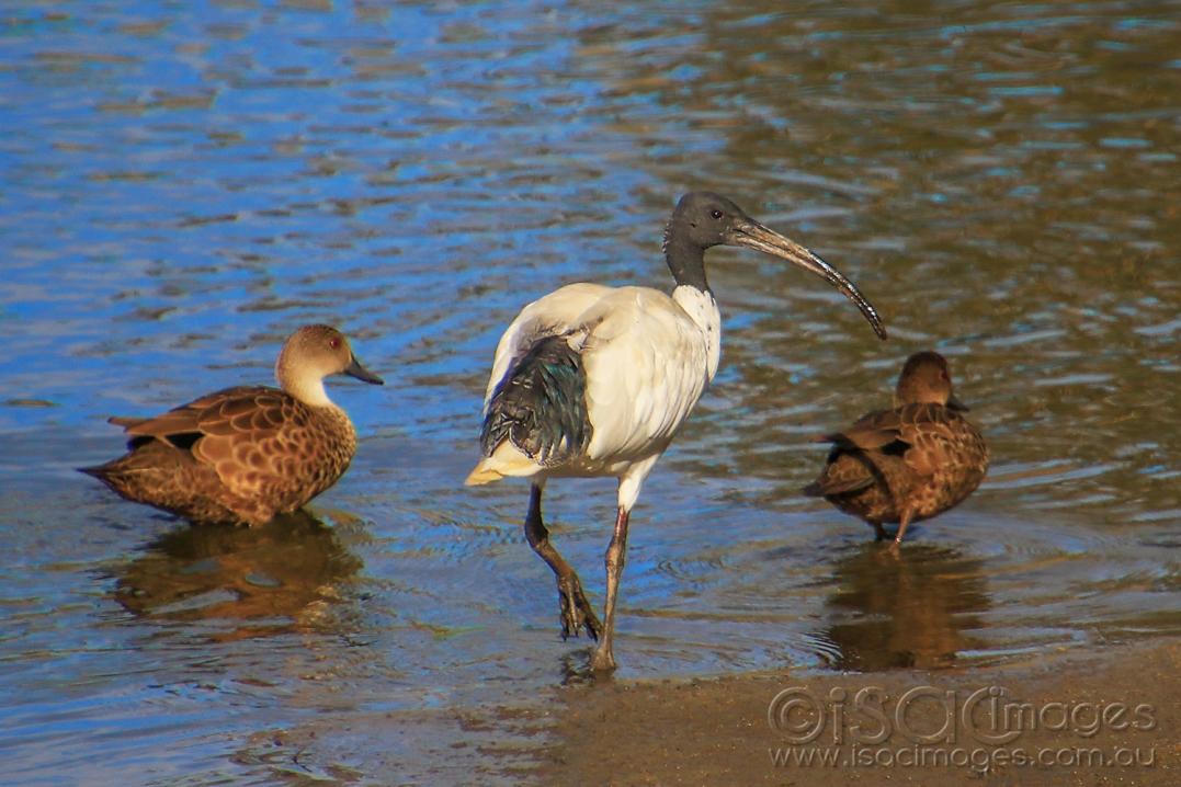 Click image for larger version

Name:	7416-Ibis_Grey_Teals.jpg
Views:	65
Size:	101.8 KB
ID:	477384