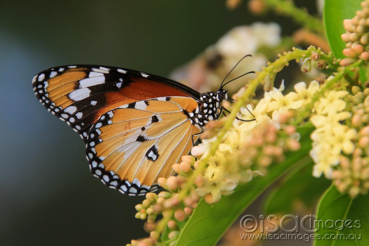 Click image for larger version

Name:	7464-Butterfly.jpg
Views:	84
Size:	91.6 KB
ID:	477415