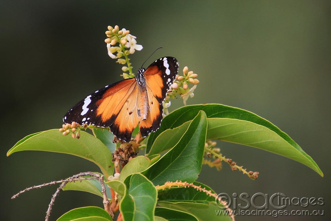 Click image for larger version

Name:	7431-Butterfly.jpg
Views:	119
Size:	81.5 KB
ID:	477416