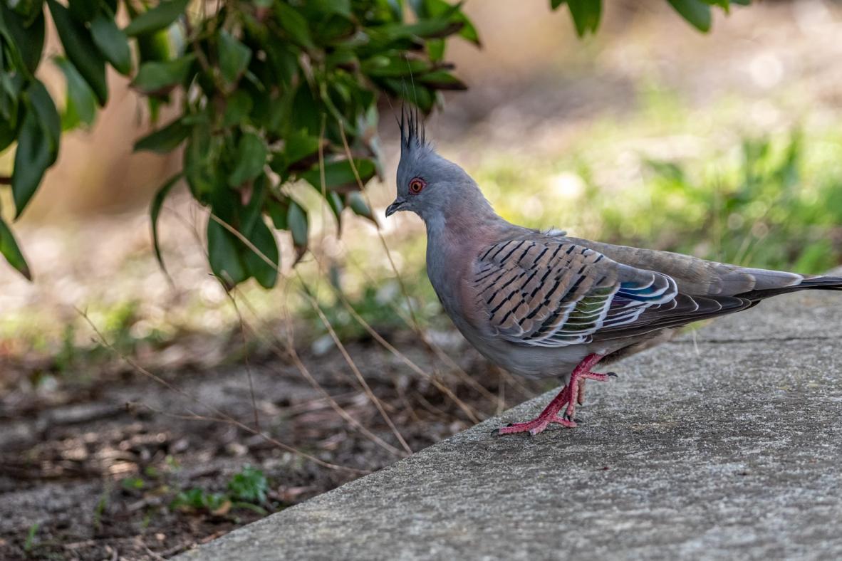 Click image for larger version  Name:	Crested Pigeon 1.jpg Views:	0 Size:	121.6 KB ID:	477434