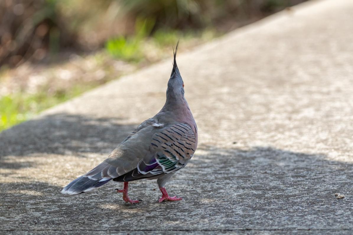 Click image for larger version  Name:	Crested Pigeon 1a.jpg Views:	0 Size:	113.4 KB ID:	477435