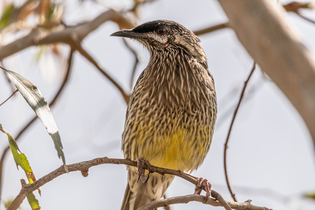 Click image for larger version  Name:	Red Wattlebird.jpg Views:	0 Size:	338.1 KB ID:	477449