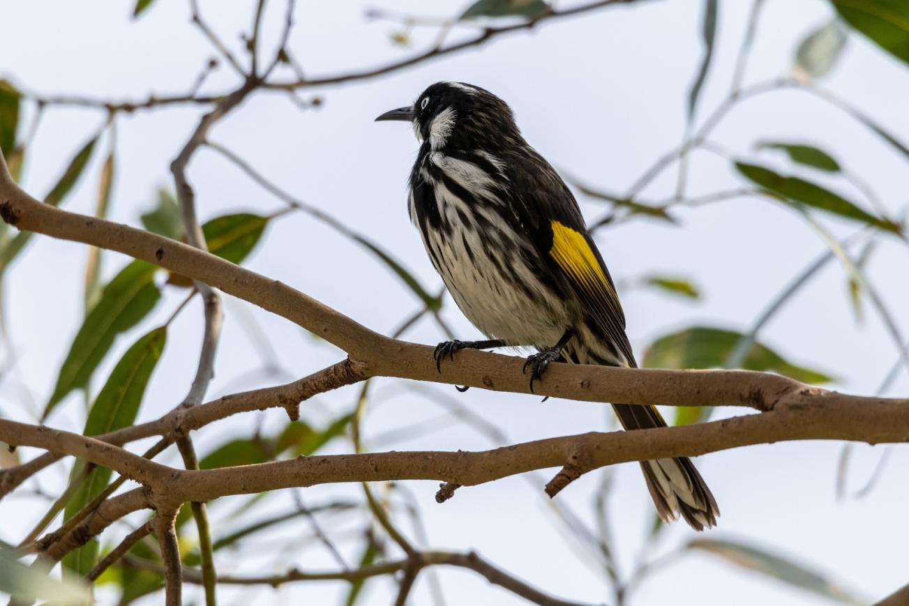 Click image for larger version

Name:	New Holland Honeyeater.jpg
Views:	95
Size:	106.4 KB
ID:	477453