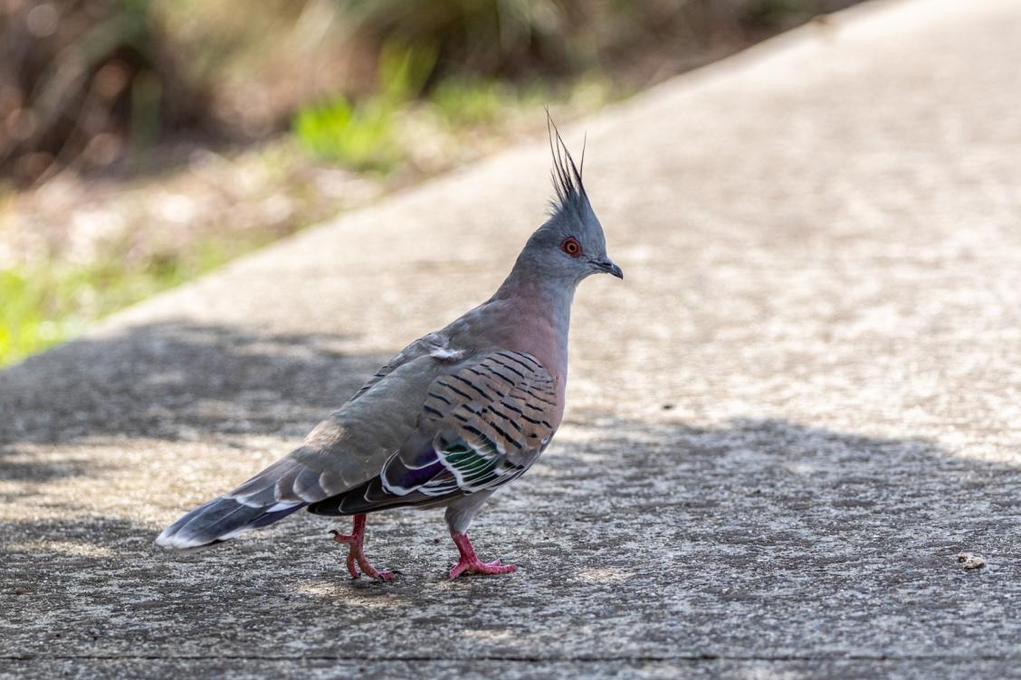 Click image for larger version

Name:	Crested Pigeon 3.jpg
Views:	55
Size:	117.3 KB
ID:	477462