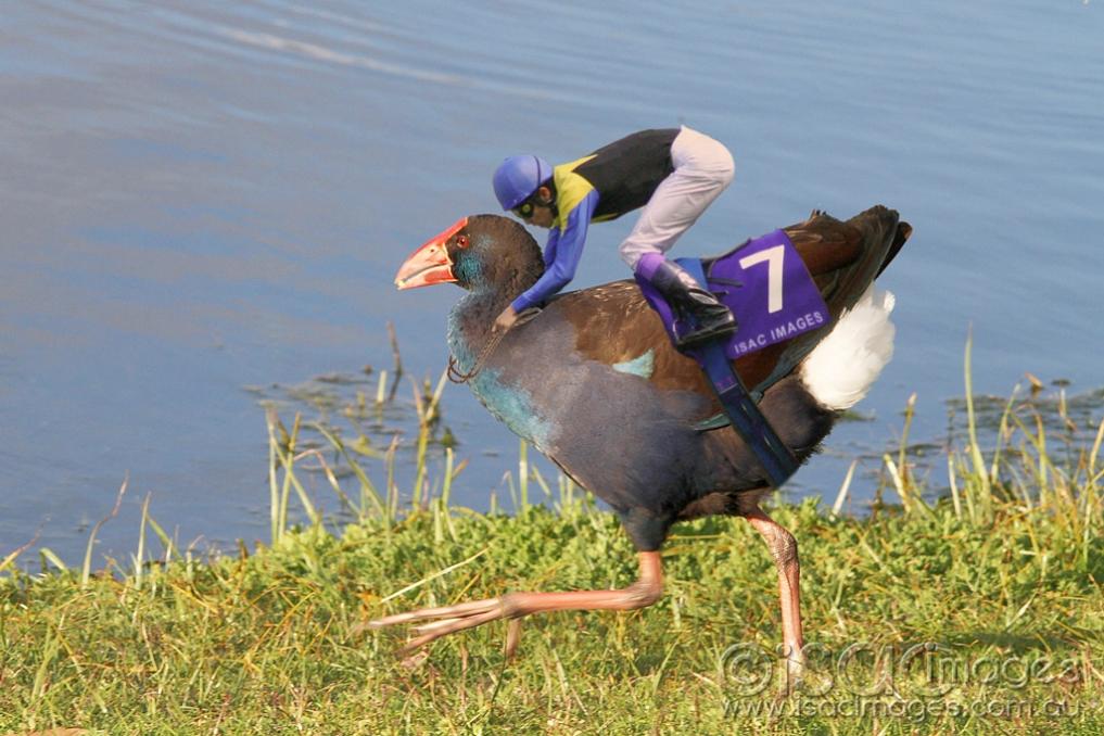 Click image for larger version

Name:	Swamphen_with_Jockey.jpg
Views:	76
Size:	99.6 KB
ID:	477486