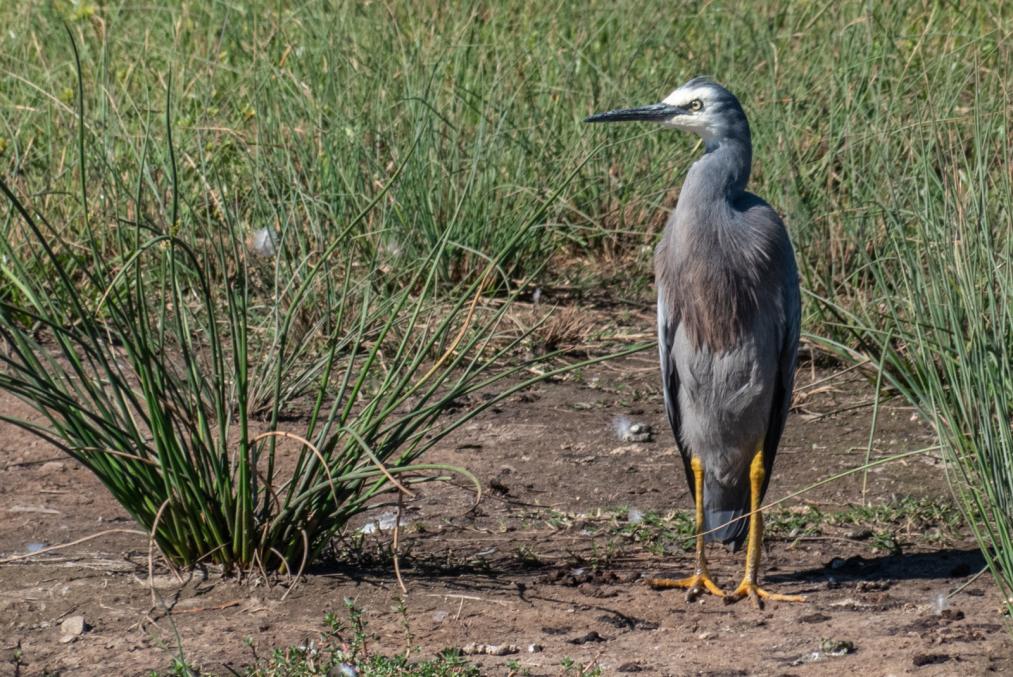 Click image for larger version  Name:	White Faced Heron 4.jpg Views:	0 Size:	165.2 KB ID:	477520