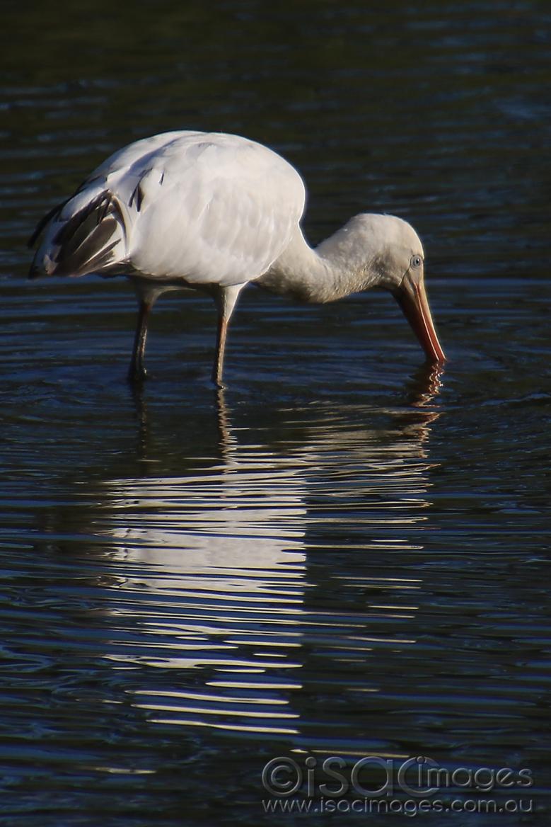 Click image for larger version

Name:	7509-Yellow_Billed_Spoonbill.jpg
Views:	45
Size:	101.5 KB
ID:	477539