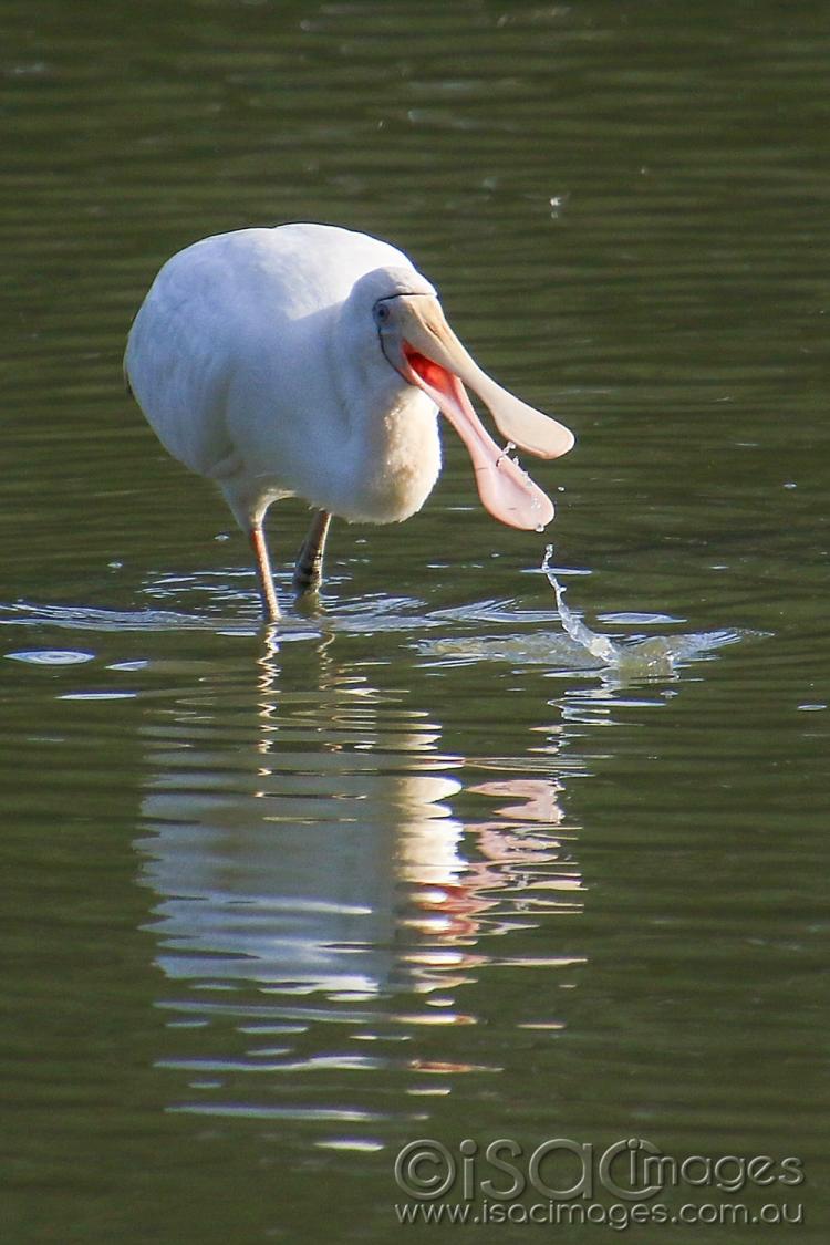 Click image for larger version

Name:	7501-Yellow_Billed_Spoonbill.jpg
Views:	38
Size:	94.0 KB
ID:	477540