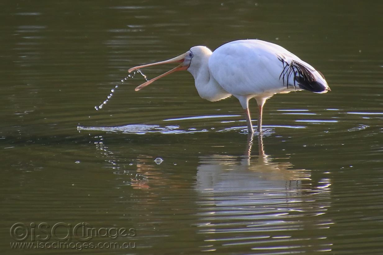 Click image for larger version

Name:	7424-Yellow_Billed_Spoonbill.jpg
Views:	34
Size:	93.0 KB
ID:	477543