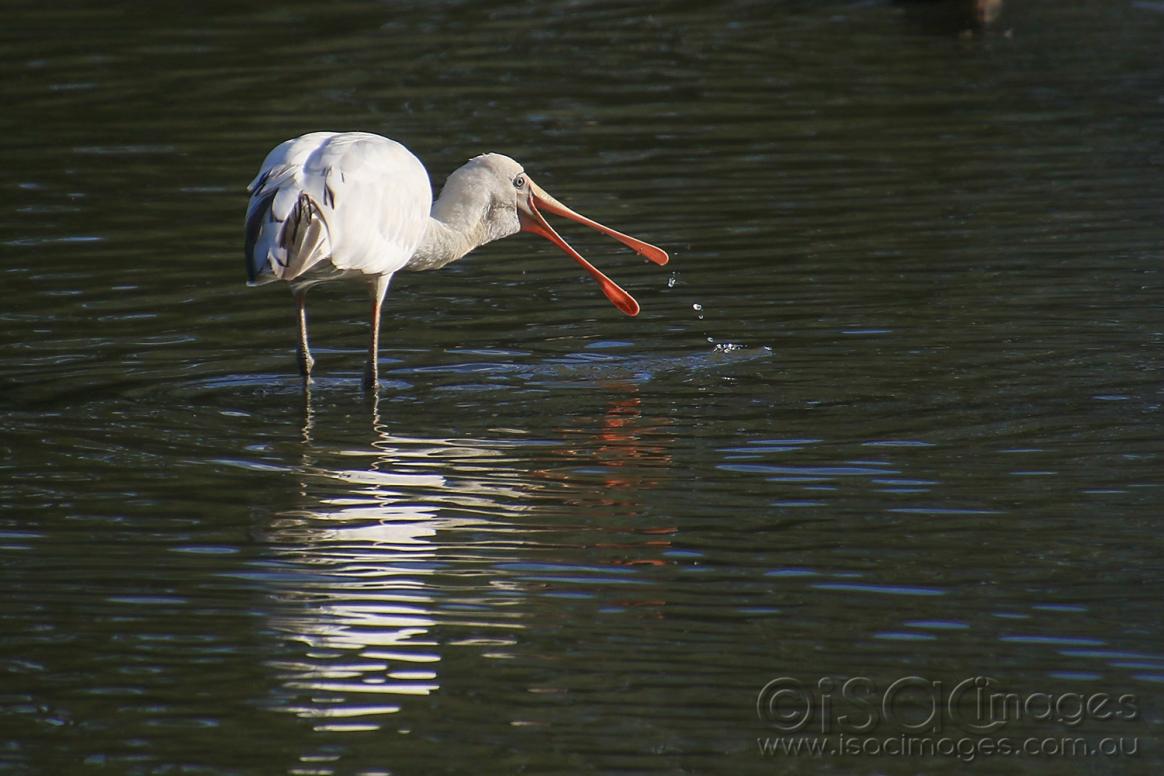 Click image for larger version

Name:	7495-Yellow_Billed_Spoonbill.jpg
Views:	41
Size:	95.4 KB
ID:	477541