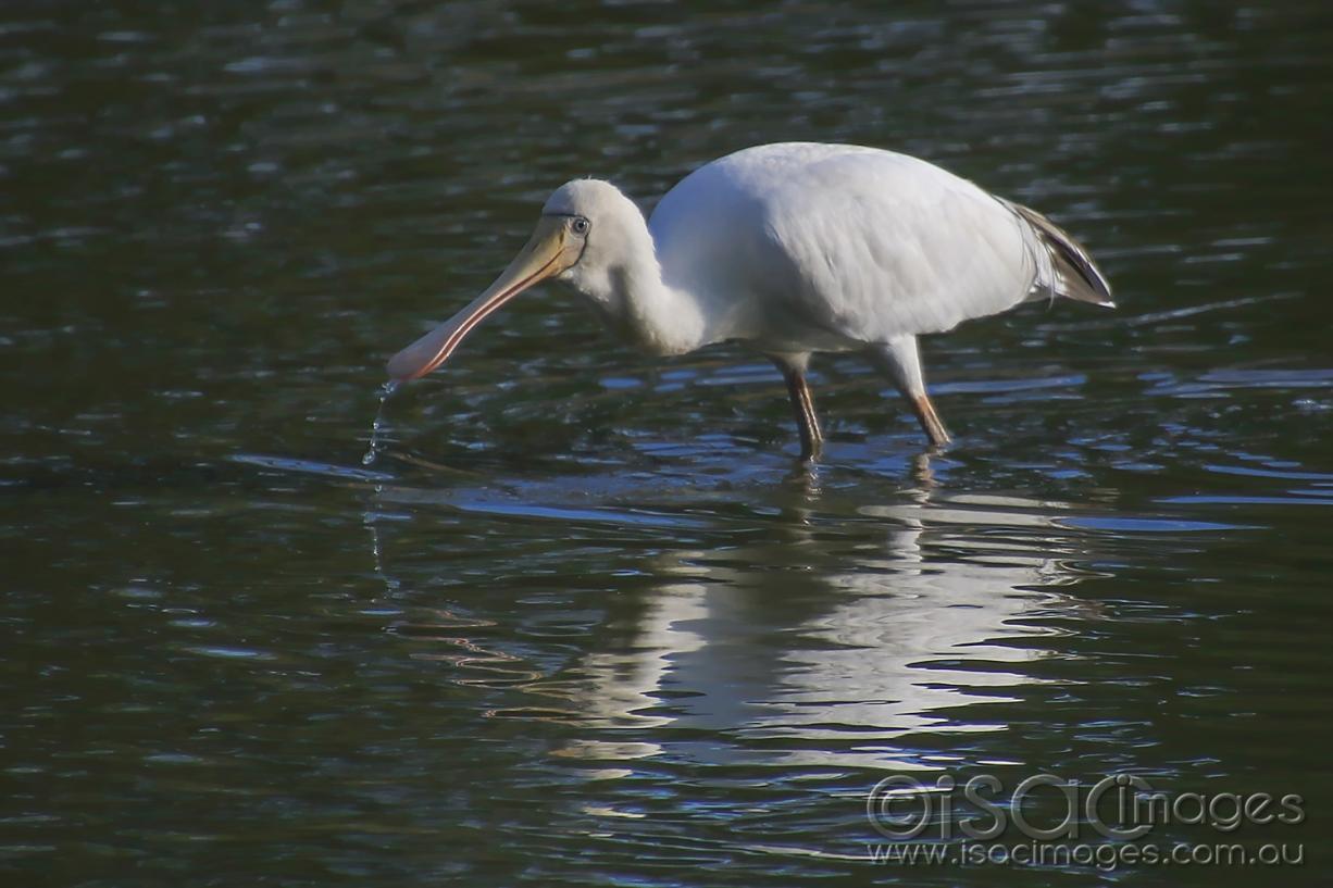 Click image for larger version

Name:	7505-Yellow_Billed_Spoonbill.jpg
Views:	34
Size:	97.8 KB
ID:	477542