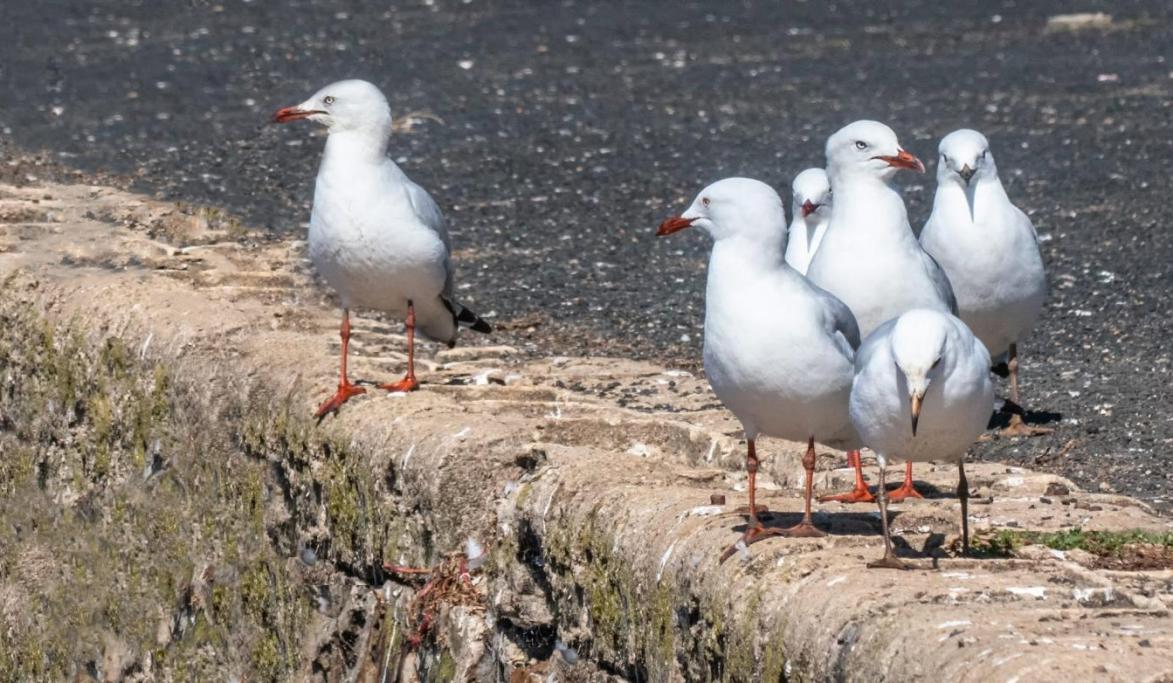 Click image for larger version

Name:	Gulls.jpg
Views:	49
Size:	142.1 KB
ID:	477595