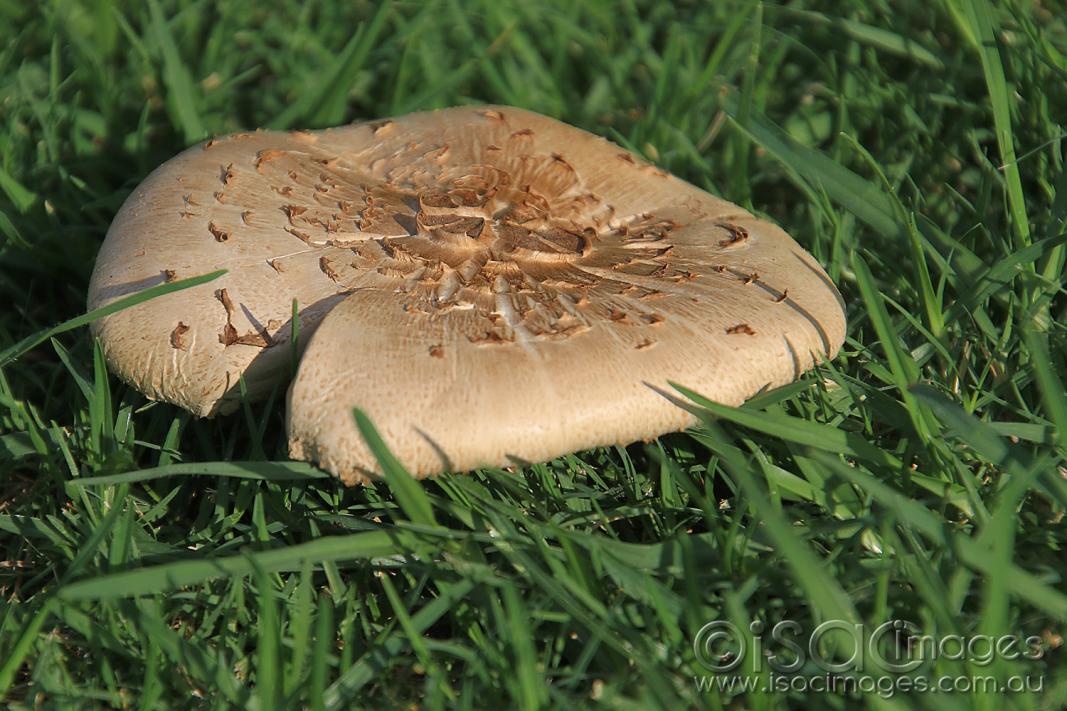 Click image for larger version

Name:	7629-Mushroom.jpg
Views:	84
Size:	124.2 KB
ID:	477613