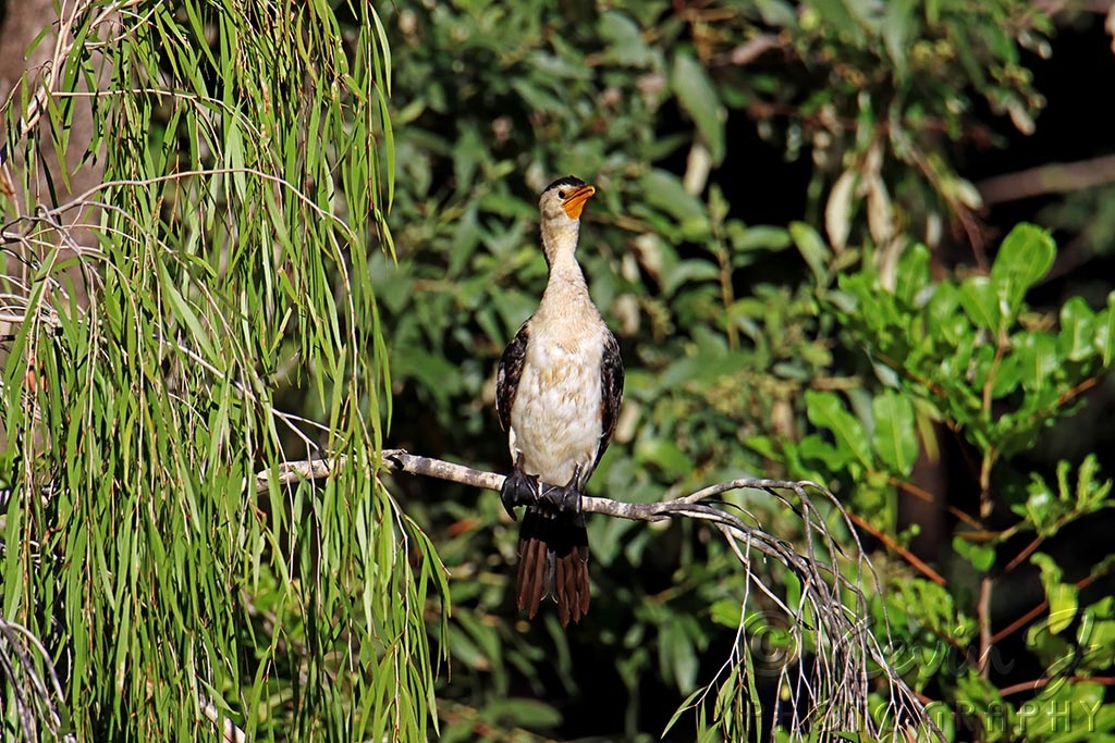 Click image for larger version

Name:	cormorant 2.jpg
Views:	92
Size:	536.1 KB
ID:	476488