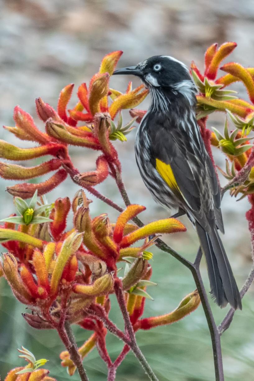 Click image for larger version  Name:	New Holland Honeyeater 1.jpg Views:	0 Size:	131.1 KB ID:	477831