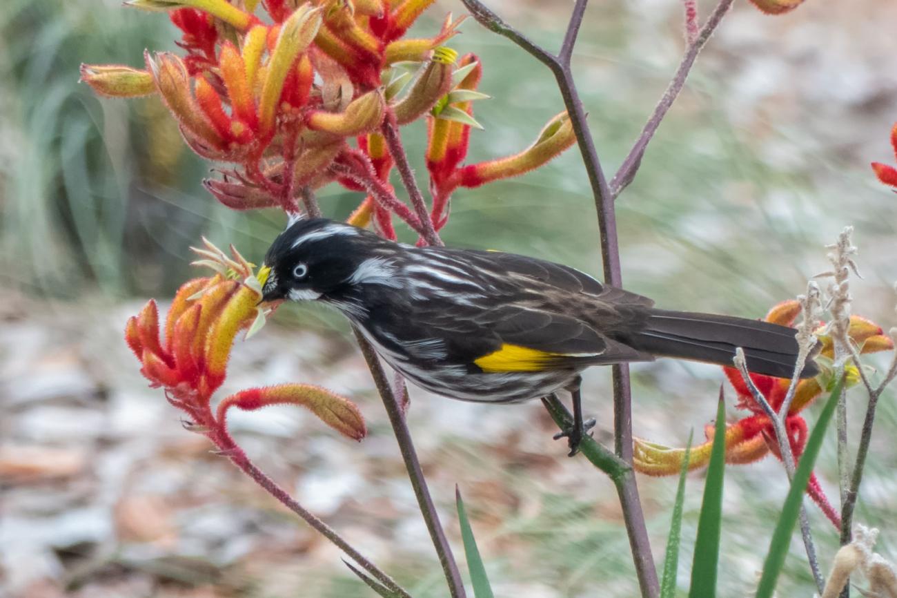 Click image for larger version  Name:	New Holland Honeyeater 2.jpg Views:	0 Size:	123.7 KB ID:	477832