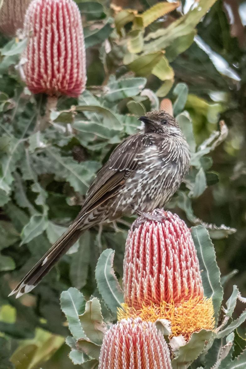 Click image for larger version  Name:	Little Wattlebird 1.jpg Views:	0 Size:	138.6 KB ID:	477833