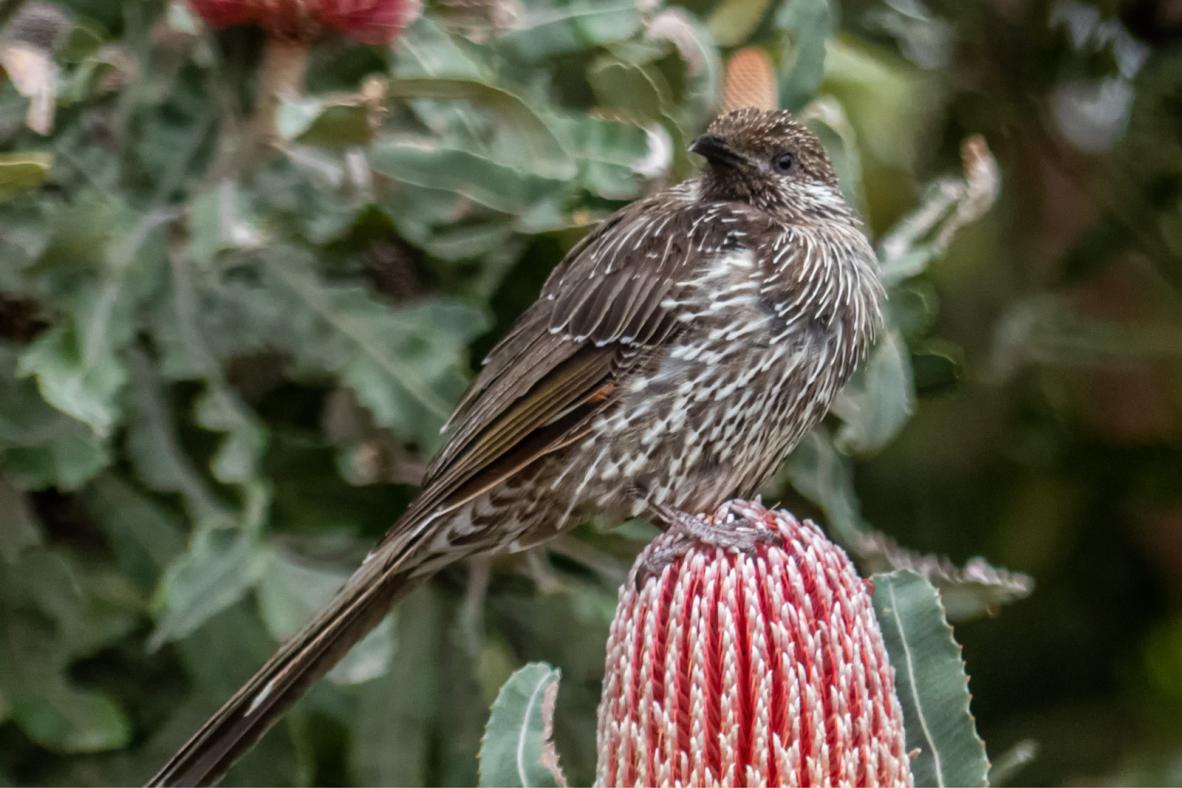 Click image for larger version  Name:	Little Wattlebird 2.jpg Views:	0 Size:	106.8 KB ID:	477834