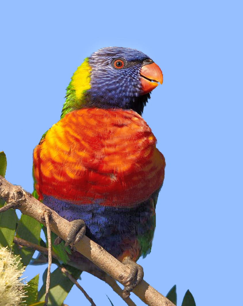 Click image for larger version

Name:	Rainbow_Lorikeet_wigz.jpg
Views:	66
Size:	320.4 KB
ID:	477990