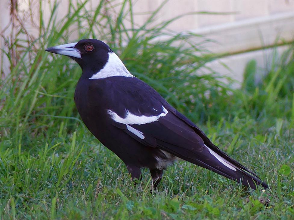 Click image for larger version

Name:	Magpie.jpg
Views:	60
Size:	108.8 KB
ID:	478001