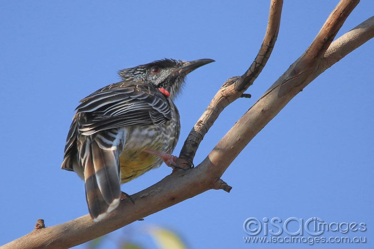 Click image for larger version

Name:	7972-Red_Wattle_Bird.jpg
Views:	75
Size:	81.6 KB
ID:	478053