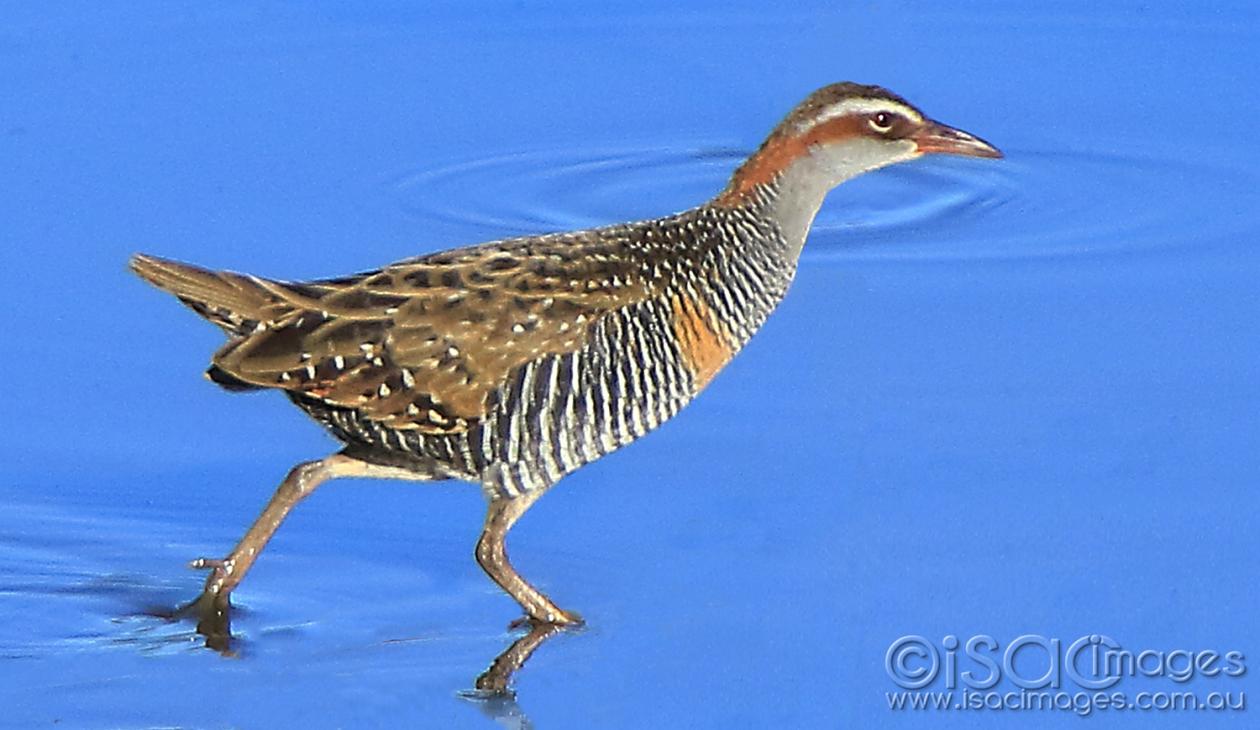 Click image for larger version

Name:	7873-Buff_banded_Rail.jpg
Views:	86
Size:	92.4 KB
ID:	478054