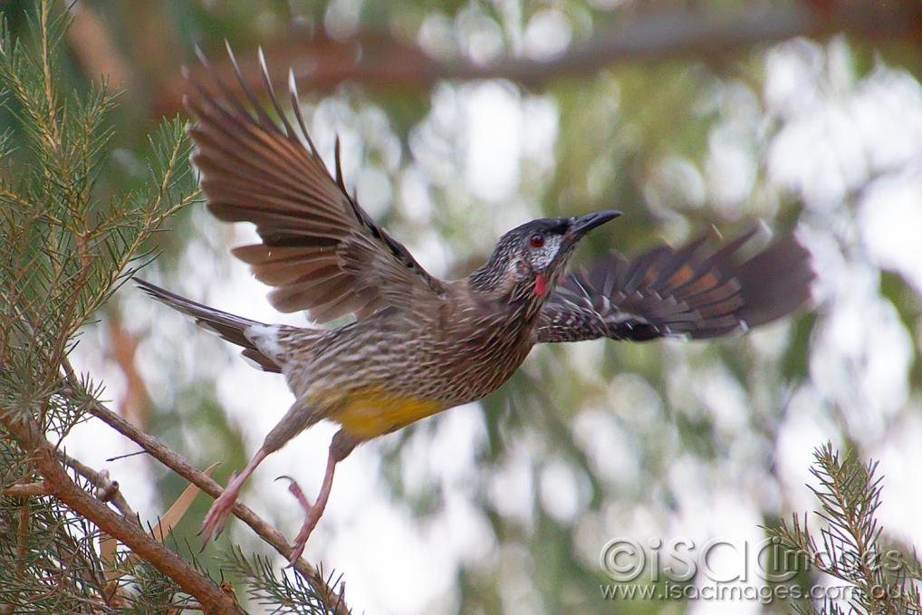 Click image for larger version

Name:	7909-Red_Wattle_Bird.jpg
Views:	73
Size:	101.8 KB
ID:	478056