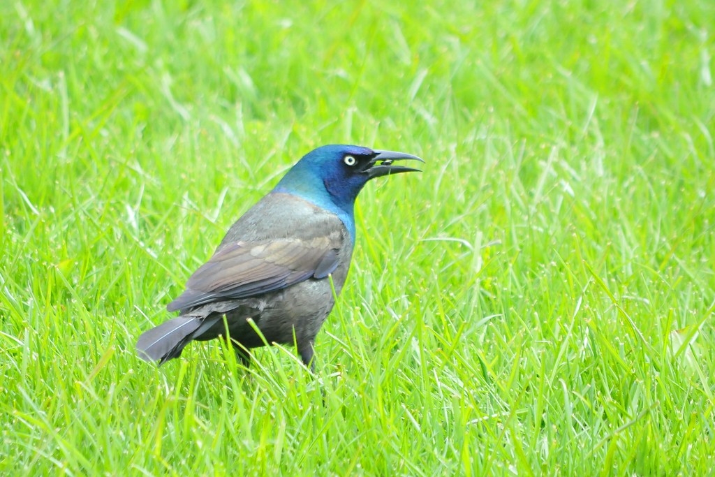 Click image for larger version

Name:	Grackle_0817.JPG
Views:	95
Size:	444.2 KB
ID:	478085