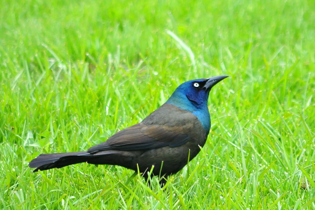 Click image for larger version

Name:	Grackle_0823.JPG
Views:	118
Size:	447.5 KB
ID:	478086