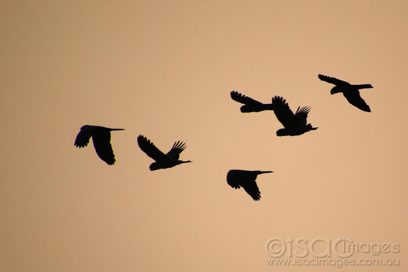 Click image for larger version

Name:	8266-Carnaby's_Cockatoos_Silhouette.jpg
Views:	115
Size:	50.5 KB
ID:	478142